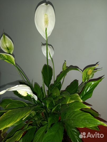 Спатифиллум