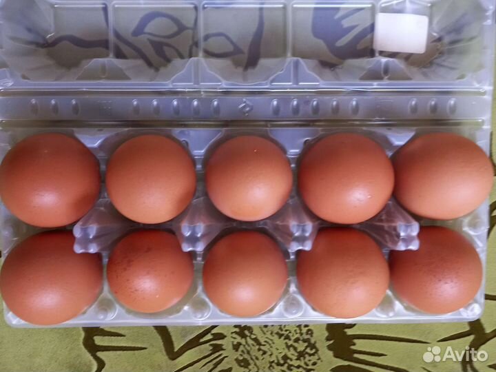 Домашние куриные яйца