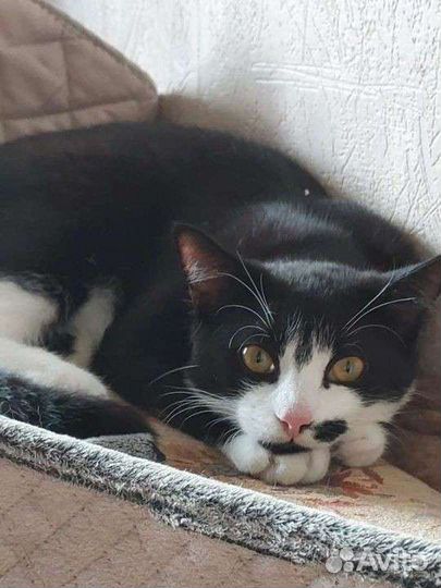 Счастливый Феликс в добрые руки