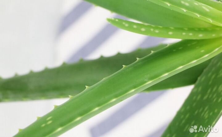 Продам цветы комнатные