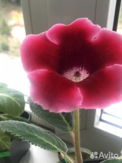 Цветы Тидея, Глоксинии,цветущие, с бутонами