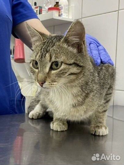 Самый ласковый котёнок в мире