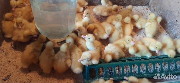 Бройлеры Коб 500