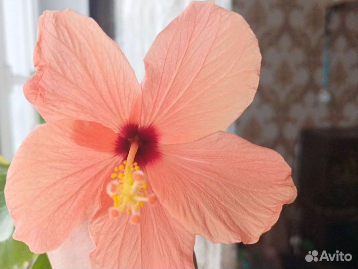 Гибискус китайская роза