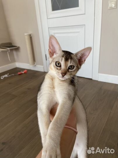 Абики окрас black silver со всеми документами