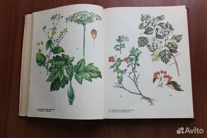 Дикорастущие пищевые растения