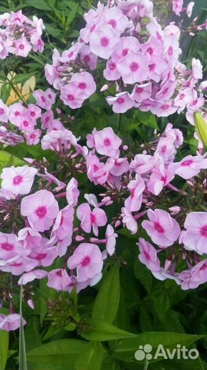 Флоксы,лилии,лилейники,астильбы и много др