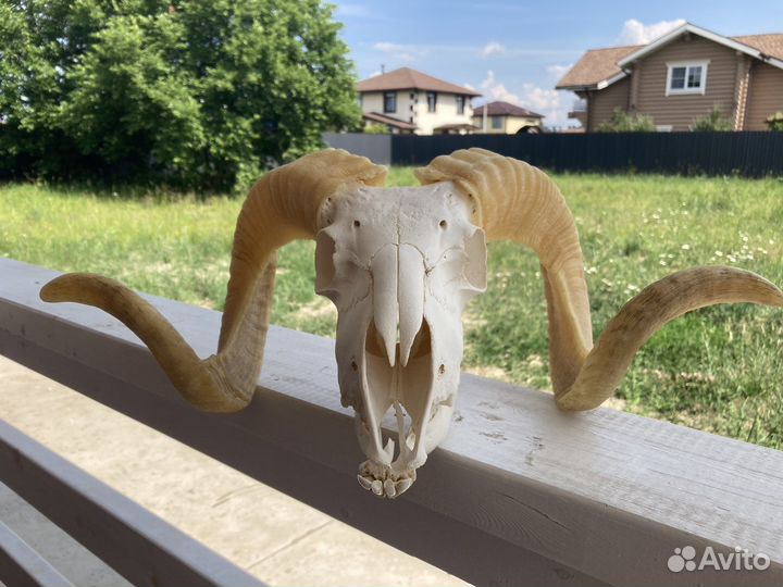 Череп барана большой