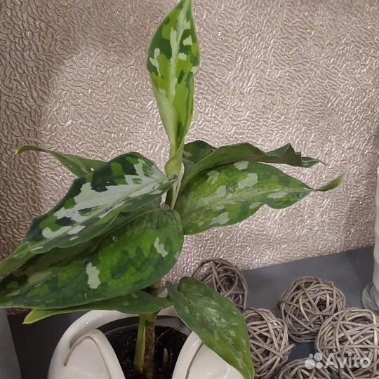 Филодендроны, акалифа, аглонема