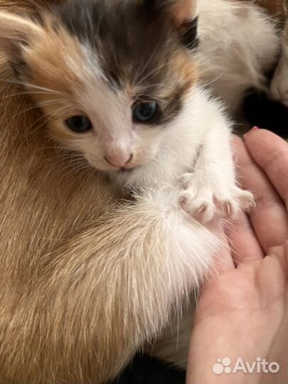 Кошка в дар бесплатно