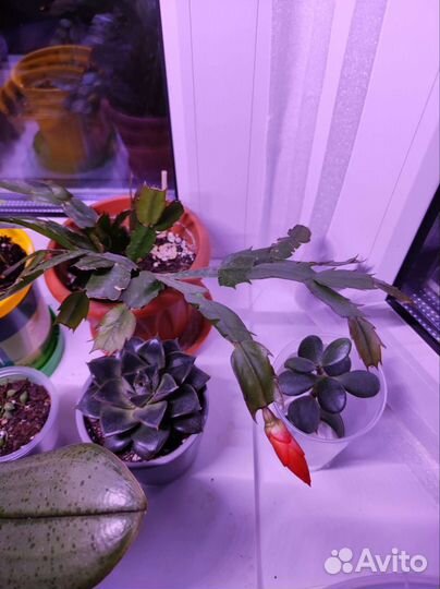 Рождественник, шлюмберга (декабрист)