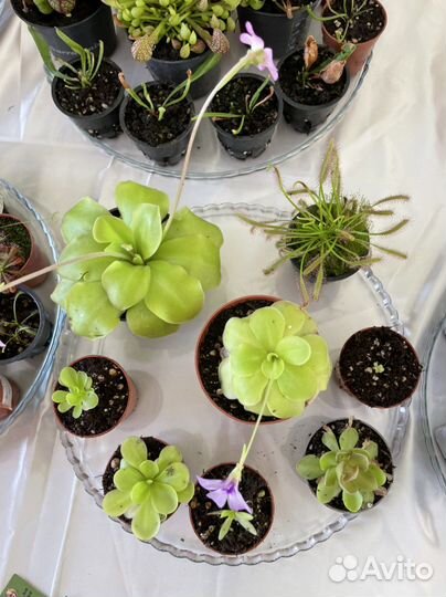 Хищные цветы