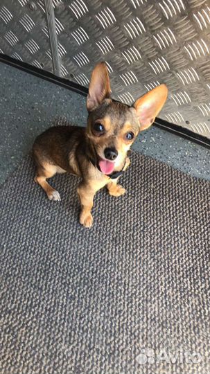 Мини Той-терьер