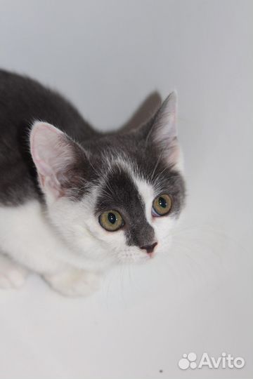 Маленький котенок, девочка в добрые руки