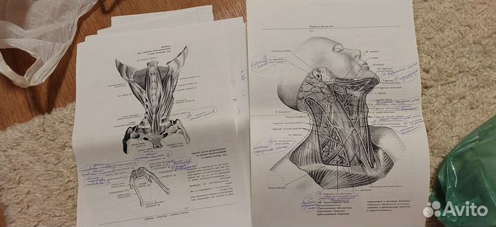 Педиатрия с 1 по 6 курс
