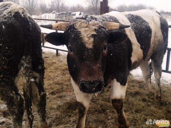 Телята на доращивание