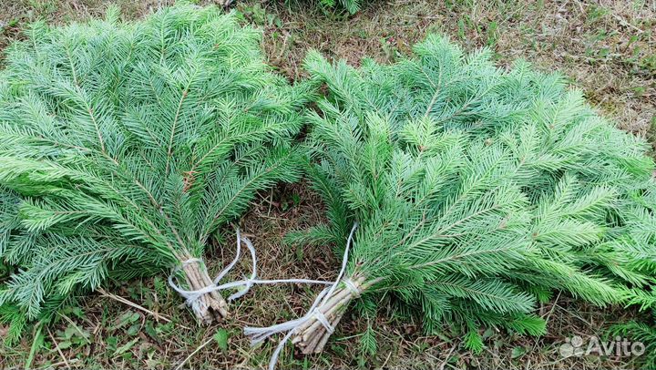 Веник из пихты