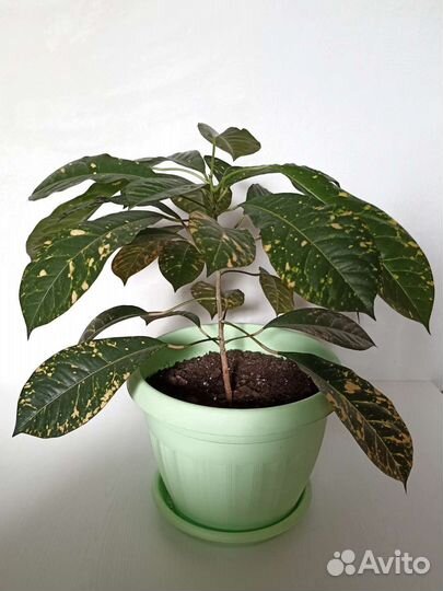 Продам цветы комнатные кротоны