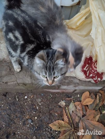 Красавица кошечка