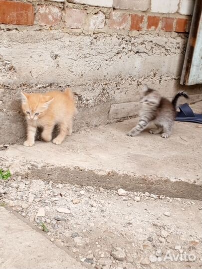 Отдам в добрые руки двух маленьких котиков