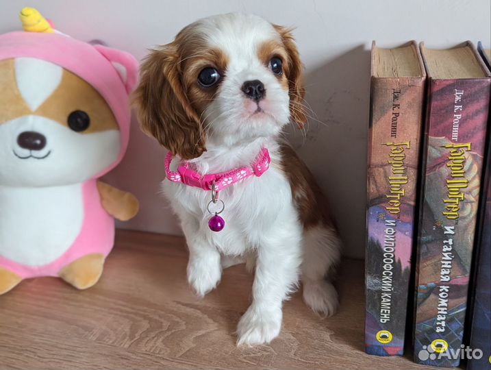 Девочка мини кавалер с докум РКФ (есть гентесты)