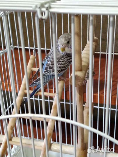 Волнистые попугайчики вместе с клетками