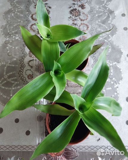 Растение золотой ус