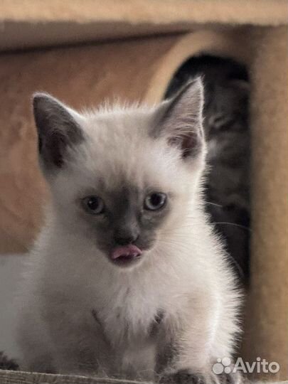 Отдам котят в добрые руки