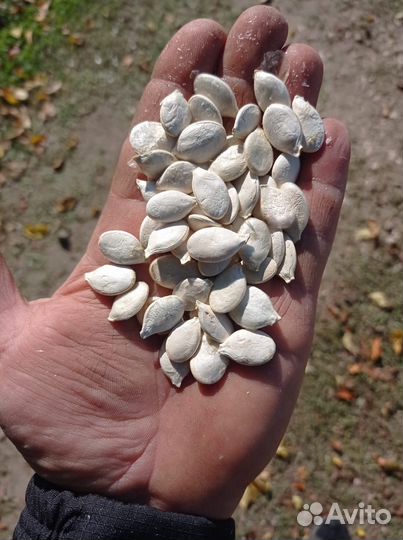 Тыквенные семечки