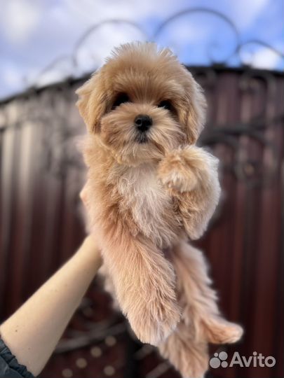 Мальтипу f1 мини