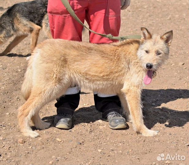 Арчи терьер