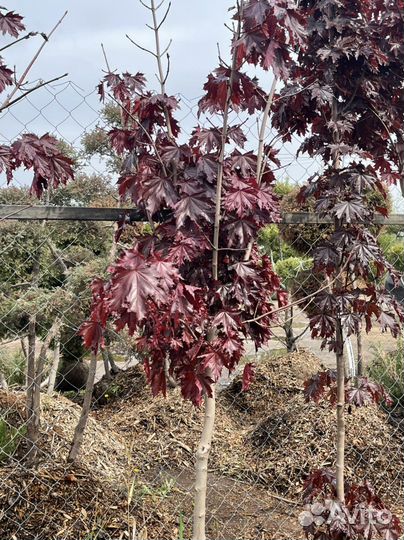 Клен красный на штамбе