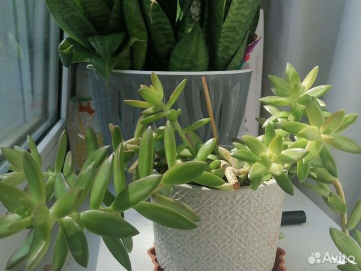 Суккуленты