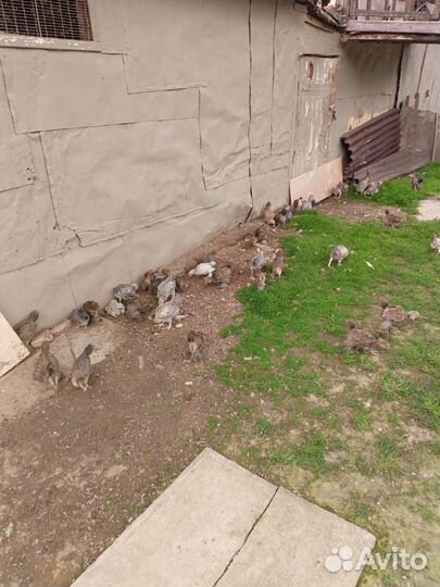 Молодые цыплята