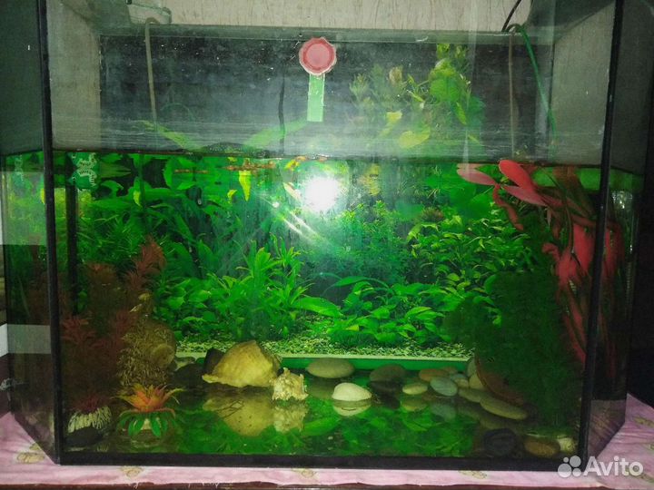 Аквариум