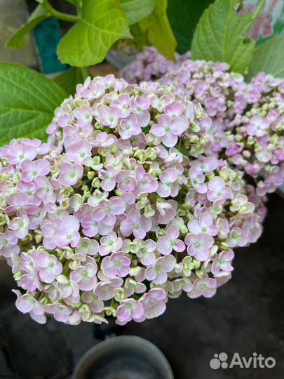 Гортензия крупнолистная саженцы