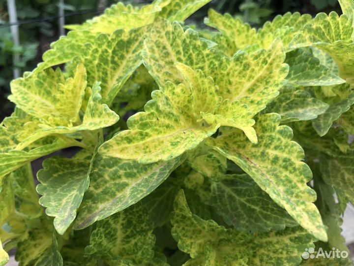 Колеусы укорененные, разных расцветок