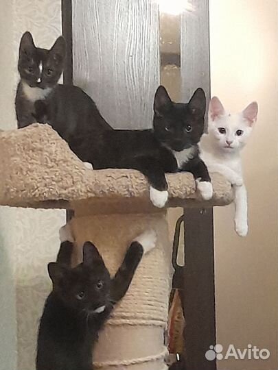 Котята в добрые руки бесплатно