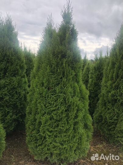 Туя Брабант 1,5 м