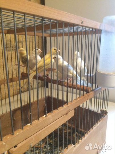 Кенара и канарейки