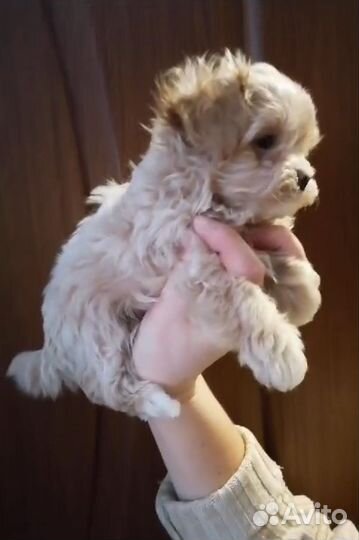 Малышки мальтипу f1