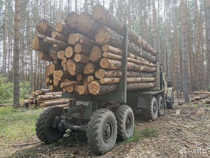 Лес кругляк сосна