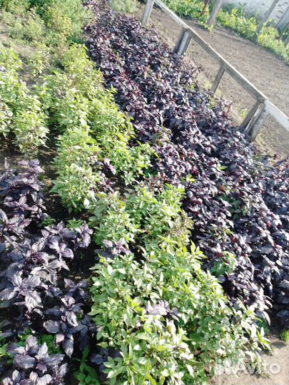 Базилик домашний