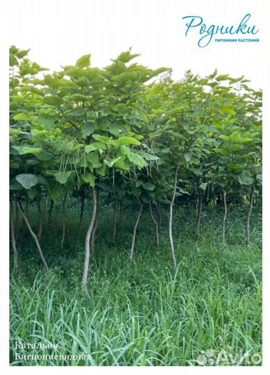 Катальпа Бигнониевидная