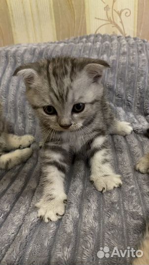 Шотландские котята