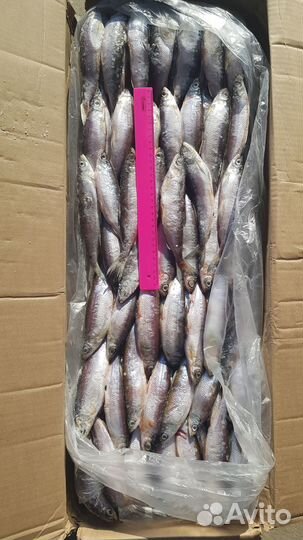 Синец с/м 20+