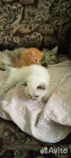 Котята в добрые руки бесплатно