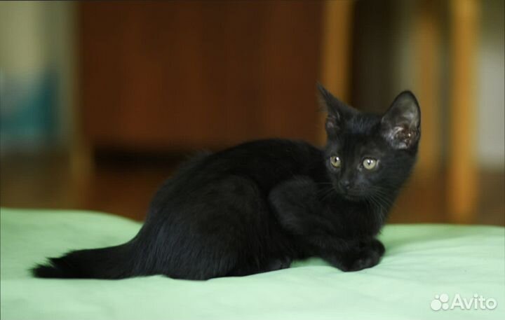 Черный Котенок в добрые руки