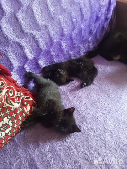 Отдам в добрые руки