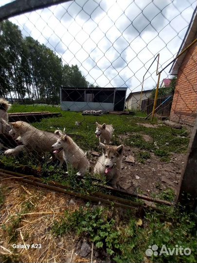 Аляскинский маламут